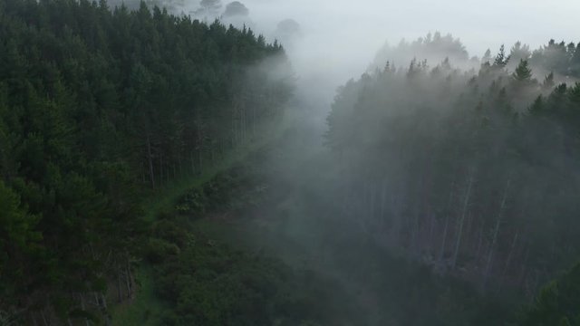 Mist Fantasy Fly Above Clouds Reveal Aerial Forest Clouds Fog Mountains Hills Sunrise Morning New Zealand 4k Wide Fly Over Epic Flight Beautiful Cold Winter