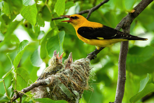 Nesting golden oriole, oriolus oriolus, in summer nature. Colorful male adult bird sitting with beak open after feeding young chicks. Wholesome nature scenery with animals in harmony.