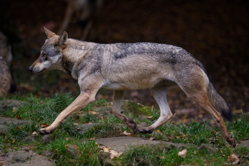 loup gris d'Europe