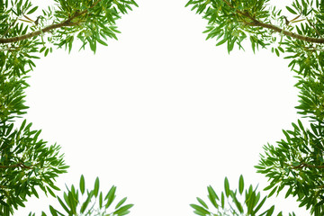 Fototapeta na wymiar Bush leaves leaf frame, white background