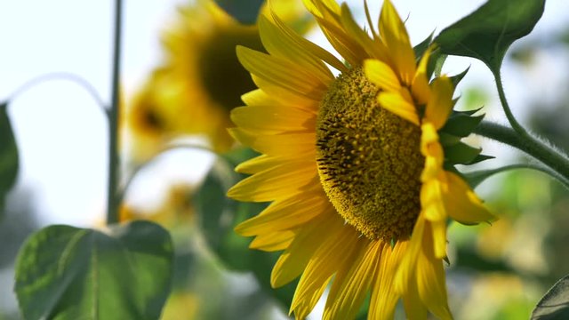 Beautiful close-up footage of a sunflower gently swaying in the wind on a sunny day