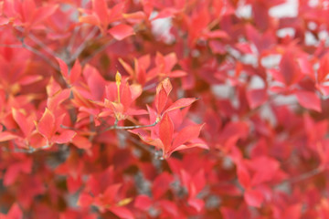赤い紅葉