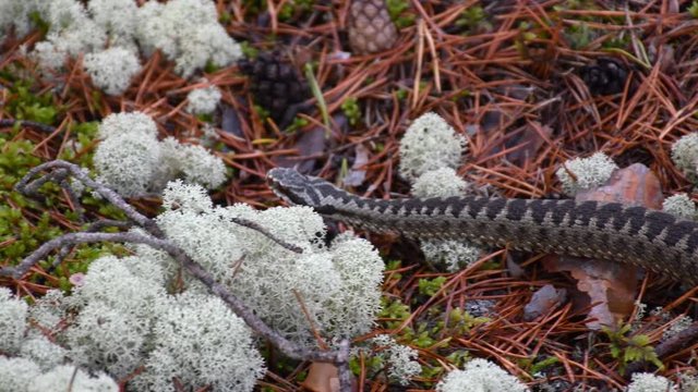 Viper snake away very calm. Addler is poisonous snake at forest allover europe.