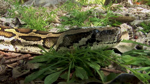 Close up shot of a python snake heading sitting patiently on a pile of leaves and grass