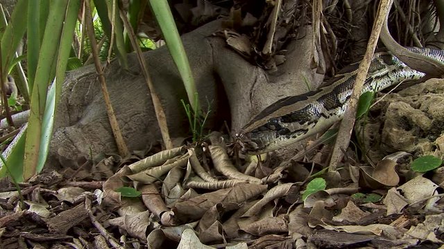A curious python snake pokes his head into an opening in the trees and then retracts back into hiding