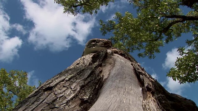 A large snake rests its head on a tree branch while patiently waiting for its next meal