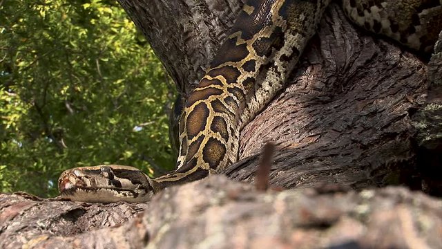 A giant snake lies motionless in a tree waiting for prey to come near so it can attack for a quick meal