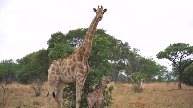 Mother and baby giraffee in the wild