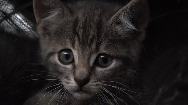 Close up of feral kitten's face