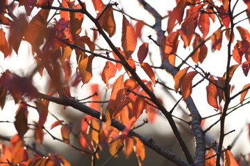 紅葉した桜