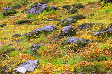 火打山の秋　山頂への道　イワイチョウ