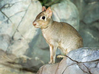 Mara.  Animals look like hares. They have long and strong hind legs, the head is very similar to rabbit, but the ears small, like rabbits. Mara moves in leaps and bounds. Frightened, the animal can ju