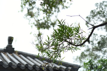 the branch and leaves of a tree waving above a chinese pavilion, shot in a hill park in shenzhen, china