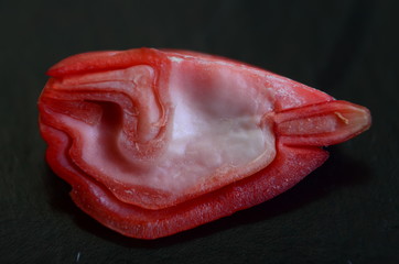 Buk zwyczajny - nasiono zabarwione tetrazoliną, zarodek wypreparowany, przekrój poziomy wzdłóż osi zarodka