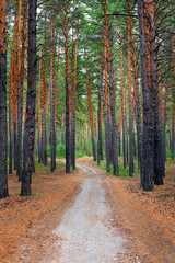 Fototapeta premium Deep Wood