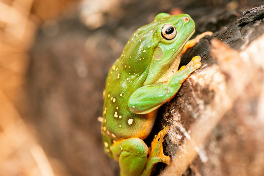Detailed closeup of a Magnificent Tree Frog. Scientific name is Litoria splendida.