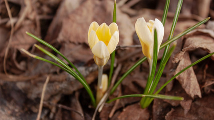 The first spring crocuses are tender and touching against the background of last year's foliage and grass.