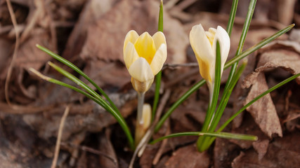 The first spring crocuses are tender and touching against the background of last year's foliage and...