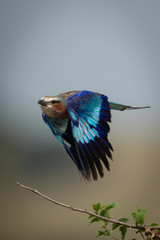 Lilac-breasted roller flies past with wings down