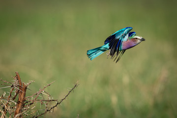Lilac-breasted roller flies off from thorny branch