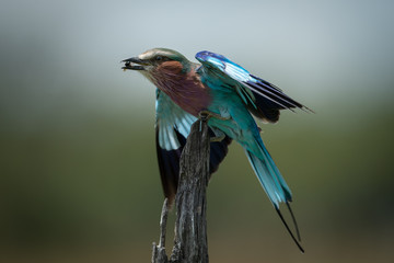 Lilac-breasted roller fluttering its wings carrying insect
