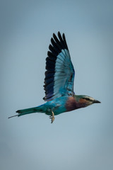 Lilac-breasted roller flies with both wings raised