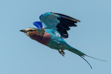 Lilac-breasted roller flying in perfect blue sky