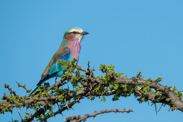 Lilac-breasted roller on branch of thorn tree