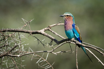 Lilac-breasted roller on bare branch with catchlight