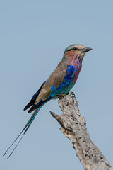 Lilac-breasted roller on dead branch in profile