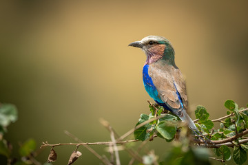 Lilac-breasted roller on branch turning  head left
