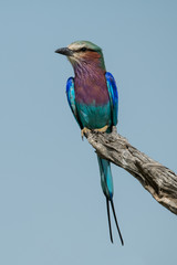 Lilac-breasted roller on dead branch looking left