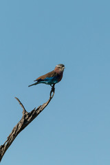 Lilac-breasted roller on dead branch in sunshine