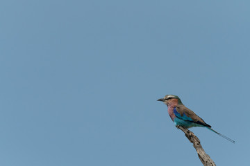Lilac-breasted roller on branch under blue sky