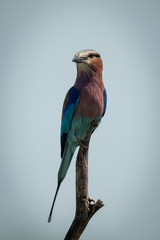 Lilac-breasted roller on dead branch turning head