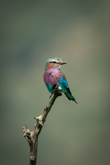 Lilac-breasted roller on dead branch turns head