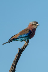 Lilac-breasted roller on dead log in profile