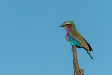 Lilac-breasted roller on dead tree in profile