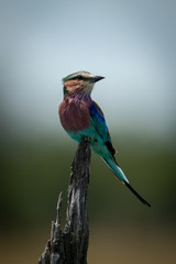 Lilac-breasted roller on dead tree turning head