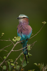 Lilac-breasted roller on leafy branch eyes camera