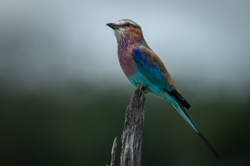 Lilac-breasted roller on dead tree with catchlight