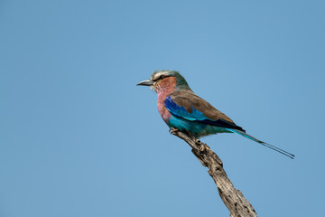 Lilac-breasted roller on dead stump in profile