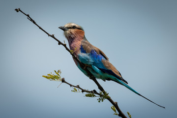 Lilac-breasted roller on diagonal branch with catchlight
