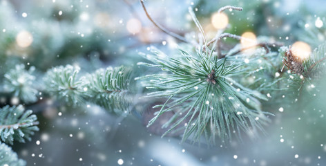 Fototapeta na wymiar Fir tree in natural winter scenery
