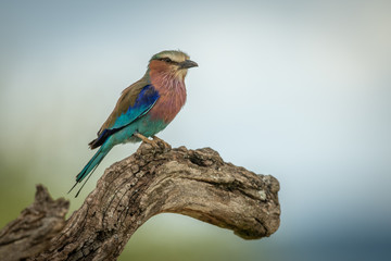 Lilac-breasted roller perches on dead tree branch