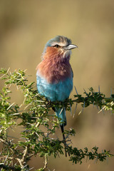 Lilac-breasted roller perches on sunlit thorny branch