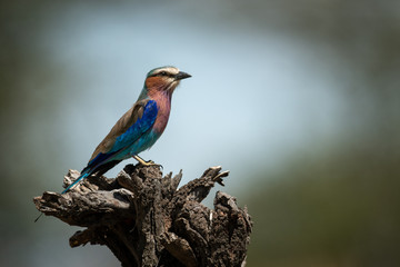 Lilac-breasted roller perches on dead tree stump