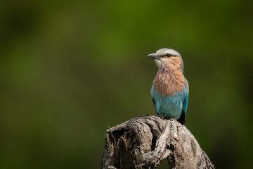 Lilac-breasted roller perches on twisted dead stump