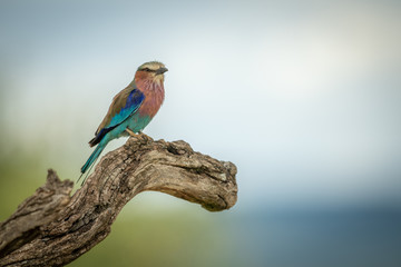 Lilac-breasted roller perches on twisted tree branch
