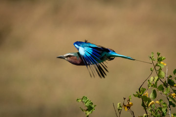 Lilac-breasted roller takes off from leafy bushes